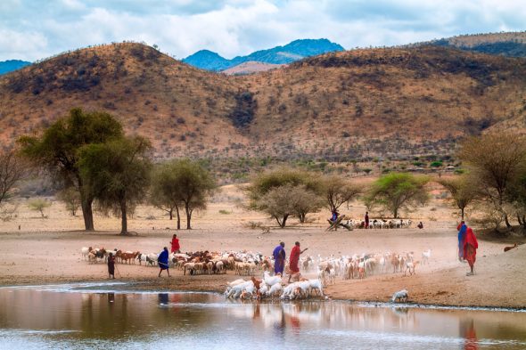 Maasai people herding goats in Tanzania, Africa by Anne McKinnell