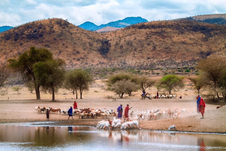 Maasai people herding goats in Tanzania, Africa by Anne McKinnell