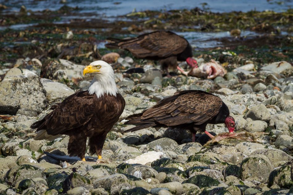 A bald eagle and two turkey vultures by Anne McKinnell