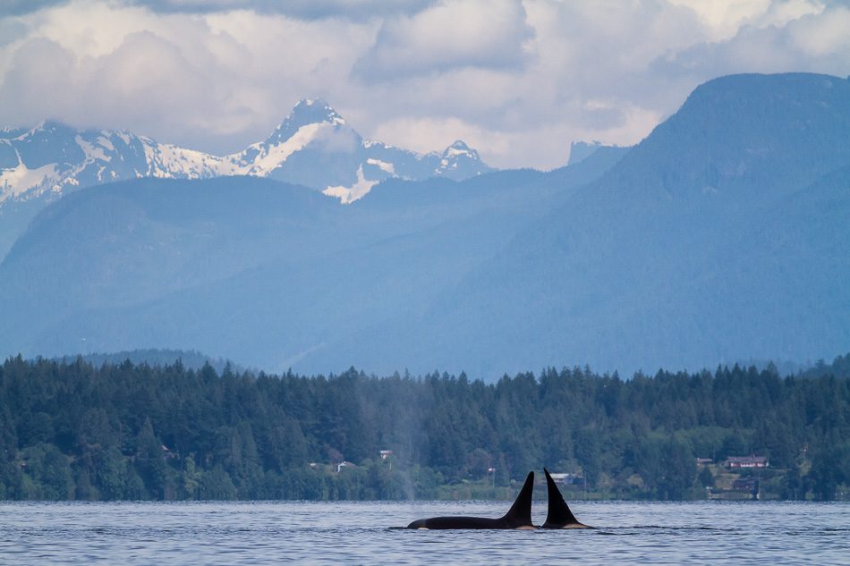 Two Orca swimming near Cortes Island, British Columbia by Anne McKinnell