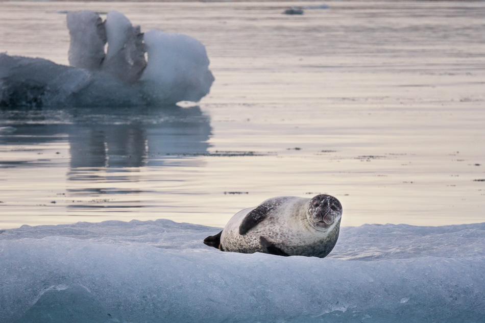 Seal at Jokulsarlon Glacial Lagoon, Iceland
