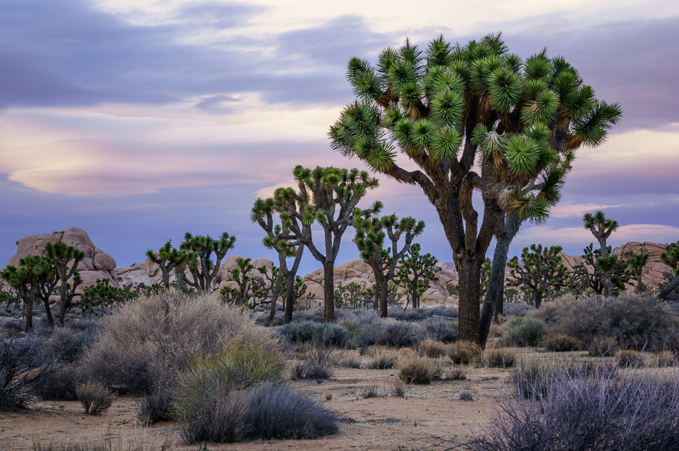 Joshua trees at Joshua Tree National Park, California by Anne McKinnell