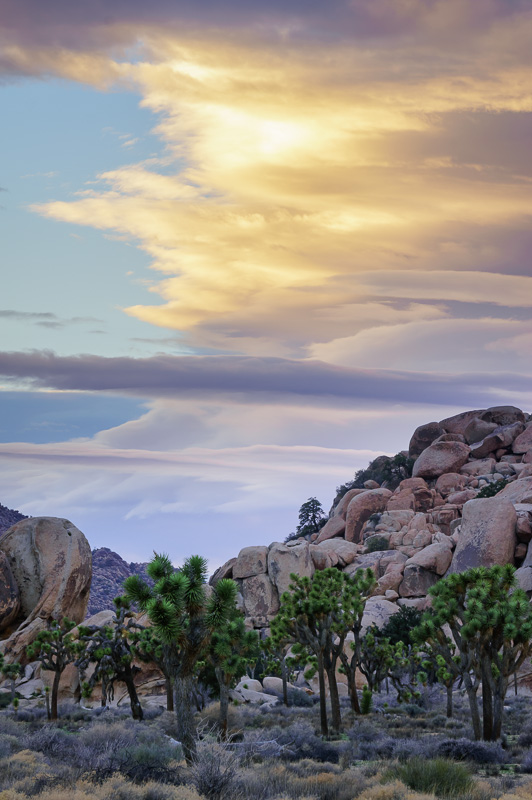 Joshua trees at Joshua Tree National Park, California by Anne McKinnell