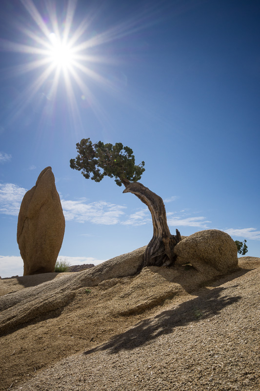 Tree and sunburst at Joshua Tree National Park, California