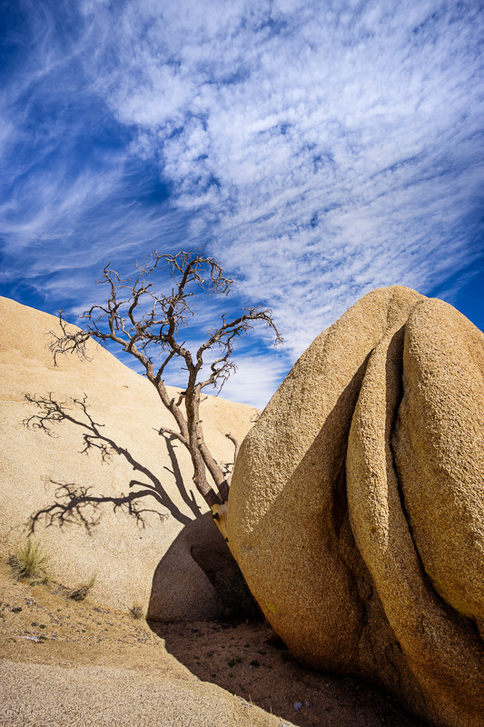 Tree amongst the rocks at Joshua Tree National Park, California by Anne McKinnell