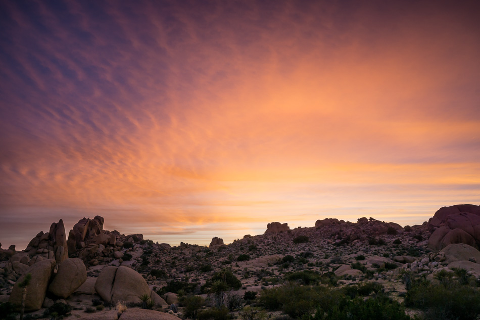 Sunset at Joshua Tree National Park, California by Anne McKinnell