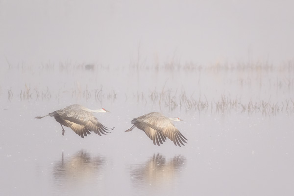 Sandhill cranes in the fog at Whitewater Draw, Arizona by Anne McKinnell