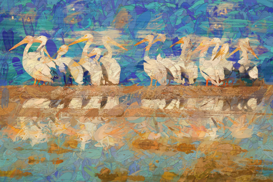 White pelicans and their reflections at the Salton Sea, California.