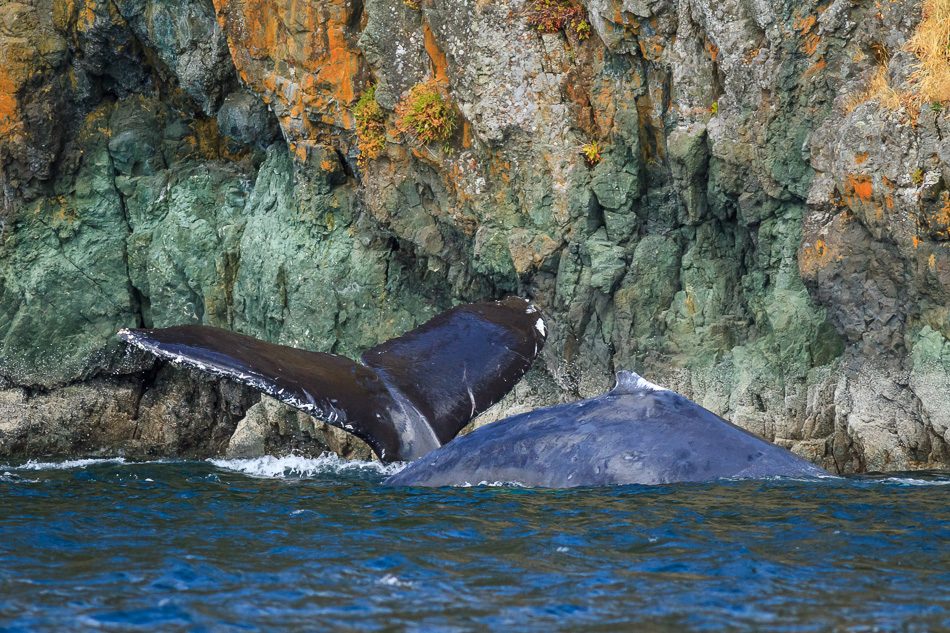 Humpback Whales at Copper Cliffs, Quadra Island, BC by Anne McKinnell
