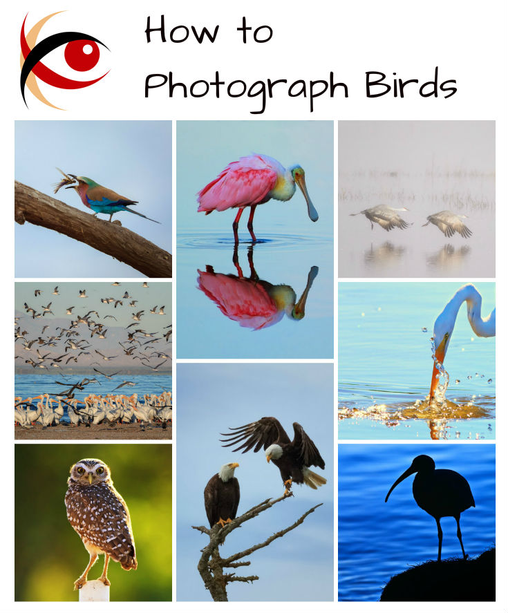 Great Subjects: How to Photograph Birds - tips for making memorable photographs of our feathered friends. http://annemckinnell.com #photography #tutorial