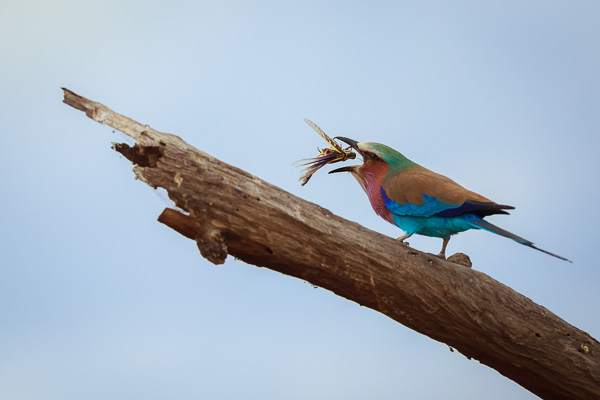 Lilac Breasted Roller by Anne McKinnell