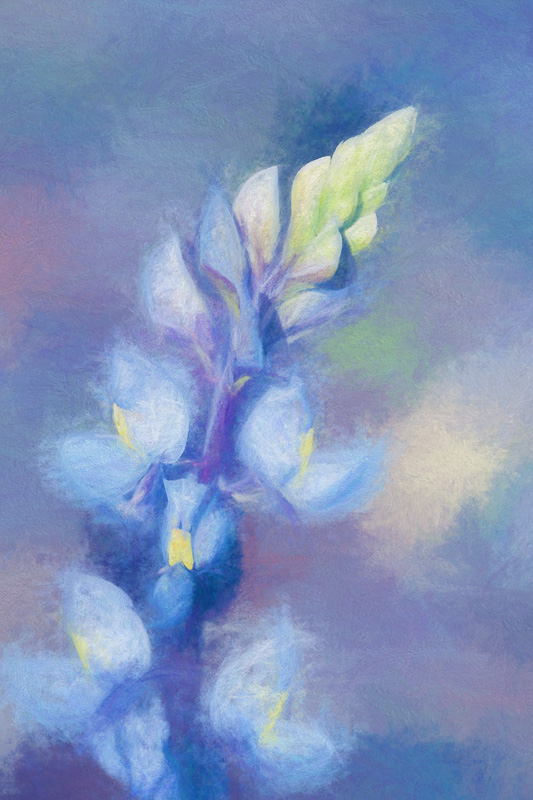 Bluebonnet in Big Bend Ranch State Park, Texas