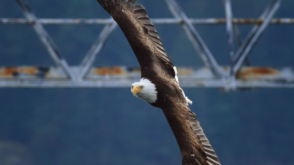 Bald Eagle in Campbell River, British Columbia.
