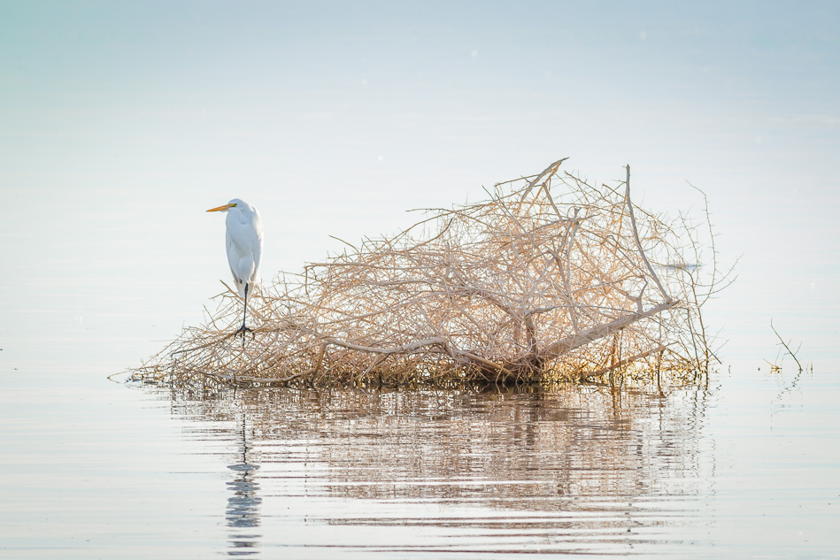 Egret at Salton Sea, California