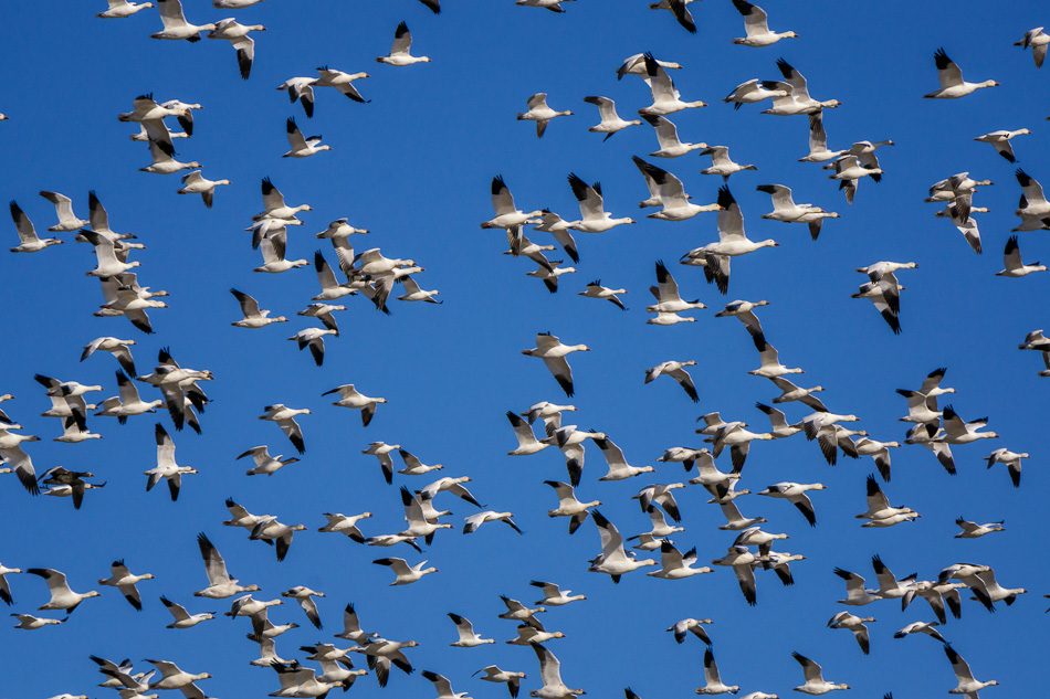 Snow geese at Cibola National Wildlife Refuge, Arizona