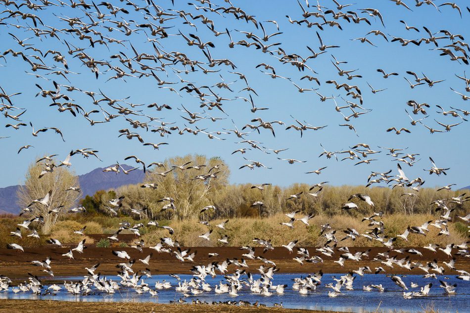 Snow geese at Cibola National Wildlife Refuge, Arizona