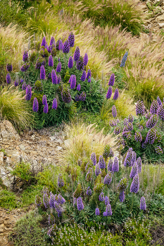 Pride of Madeira flowers in Big Sur, California