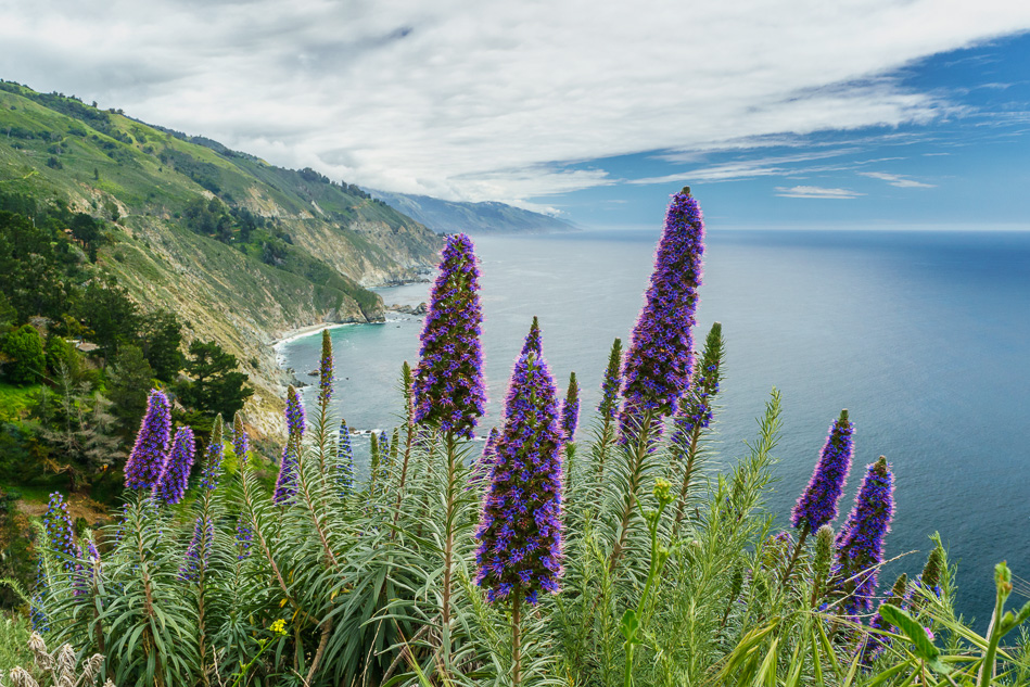Pride of Madeira flowers in Big Sur, California