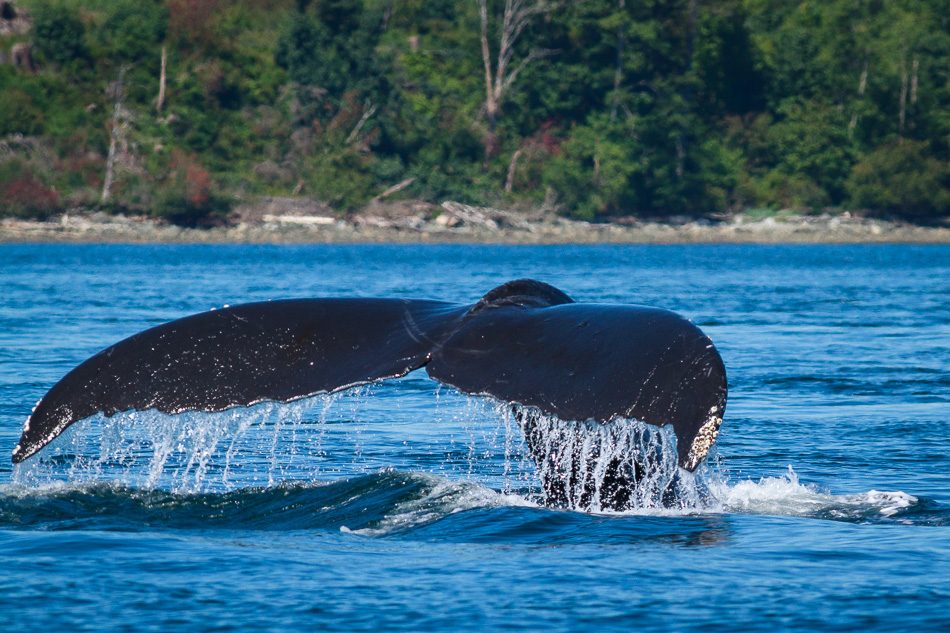 Humpback Whale near Campbell River, British Columbia
