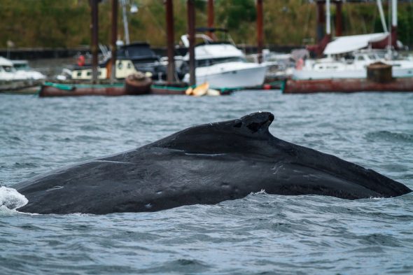 Humpback Whale near Brown's Bay Marina, British Columbia