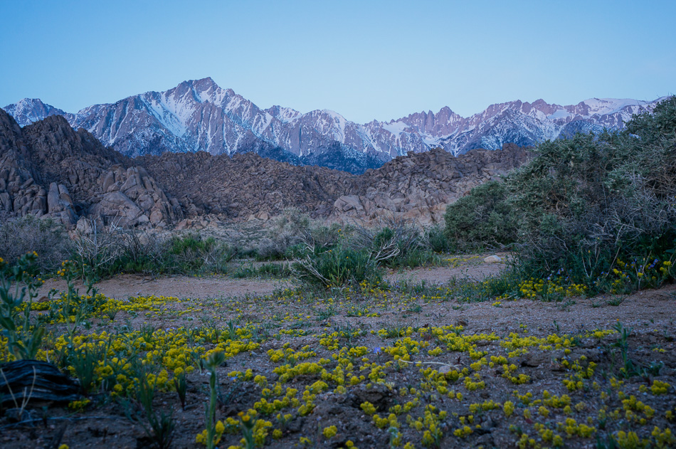 Flowers at Alabama Hills, California