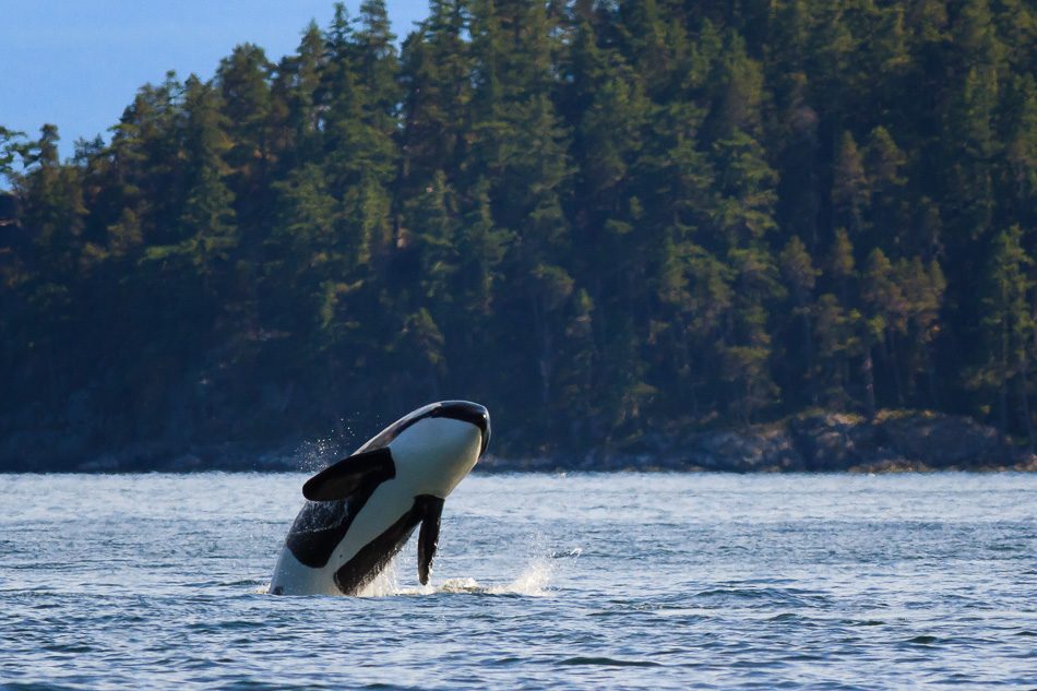 Orca breaching near Campbell River, BC.