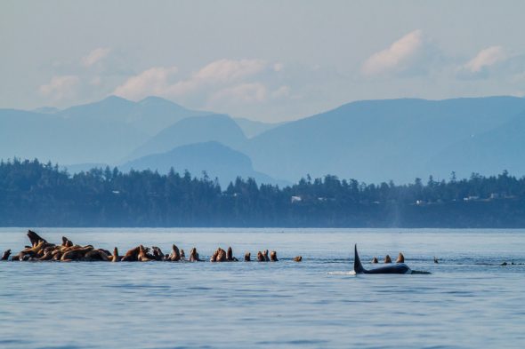 Orca hunting sea lions near Campbell River, BC.
