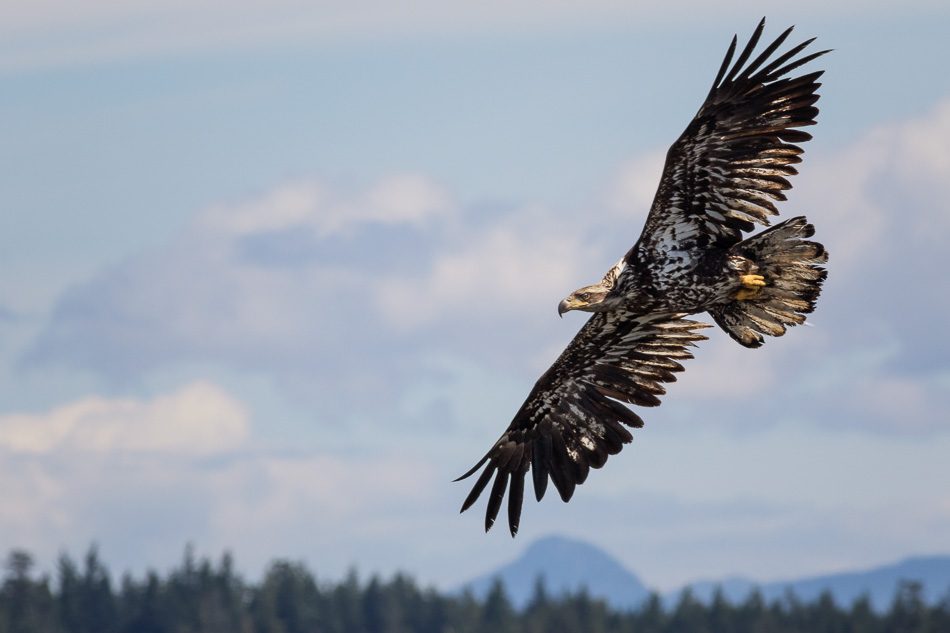 Juvenile Bald Eagle in Campbell River, British Columbia