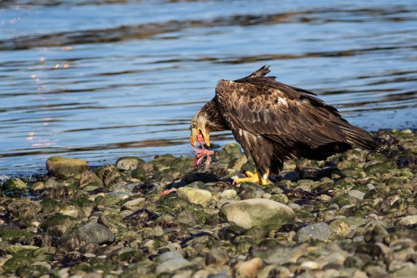 Juvenile Bald Eagle eating fish in Campbell River, British Columbia