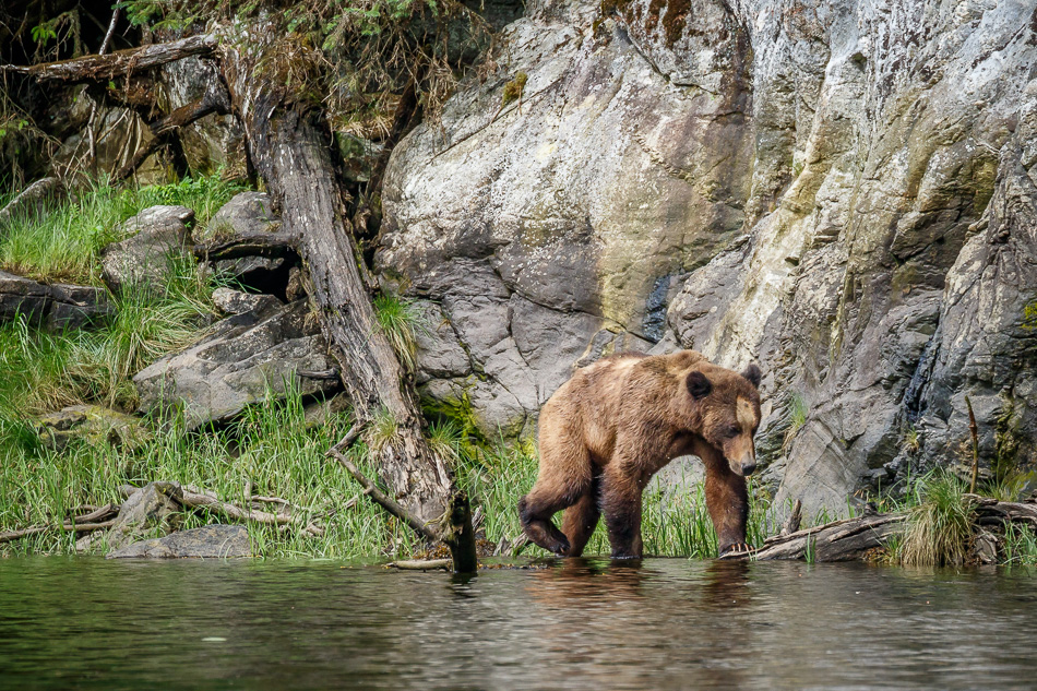 Grizzly Bear in Khutzeymateen Provincial Park, British Columbia