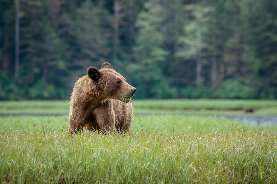 Grizzly Bear in Khutzeymateen Provincial Park, British Columbia
