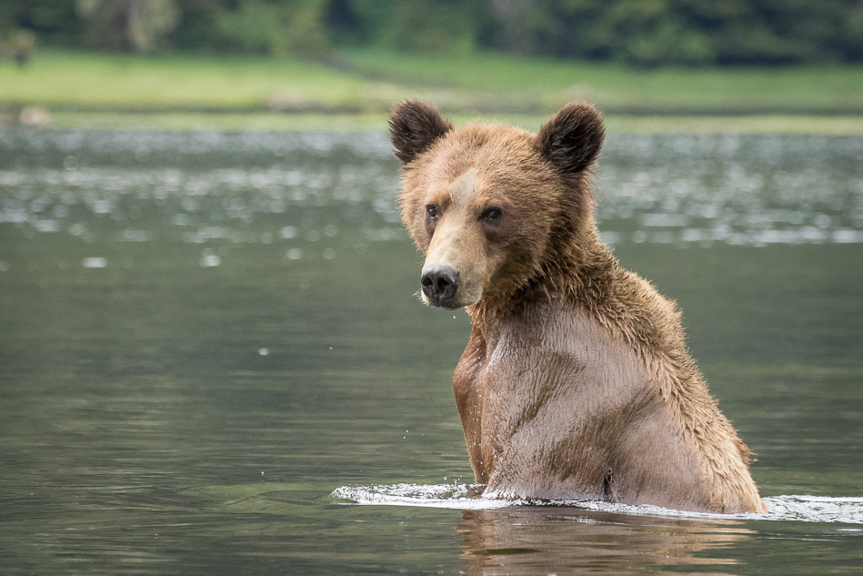 Grizzly Bear in Khutzeymateen Provincial Park, British Columbia