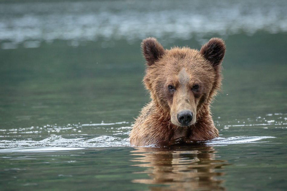 Grizzly Bear in Khutzeymateen Provincial Park, British Columbia