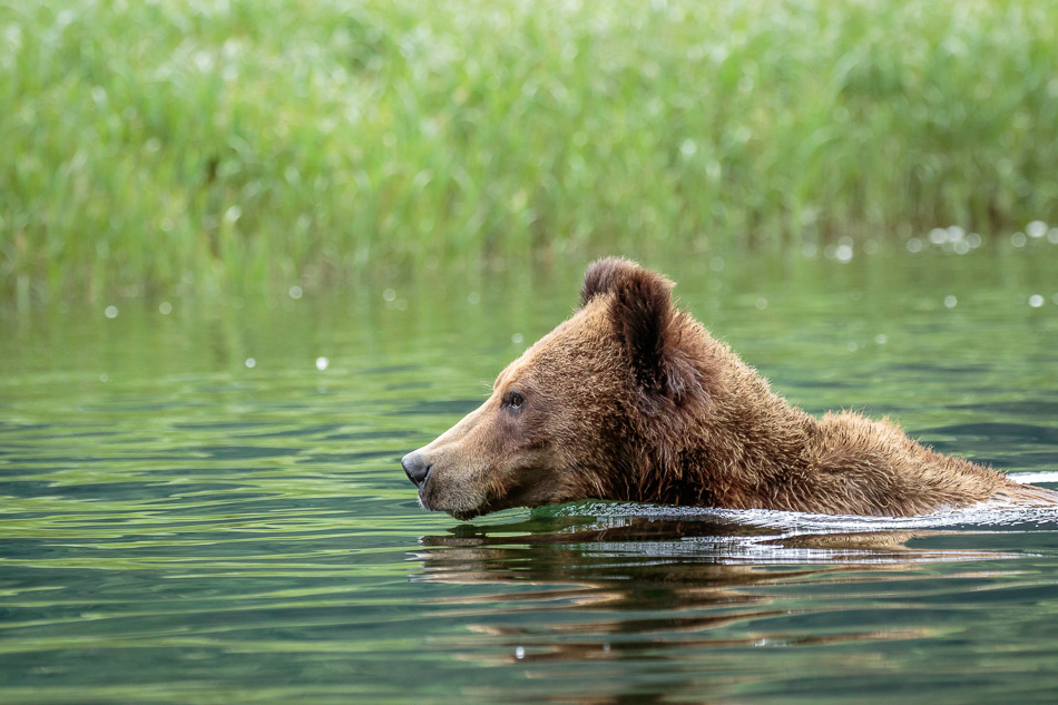 Grizzly Bear in Khutzeymateen Provincial Park, British Columbia