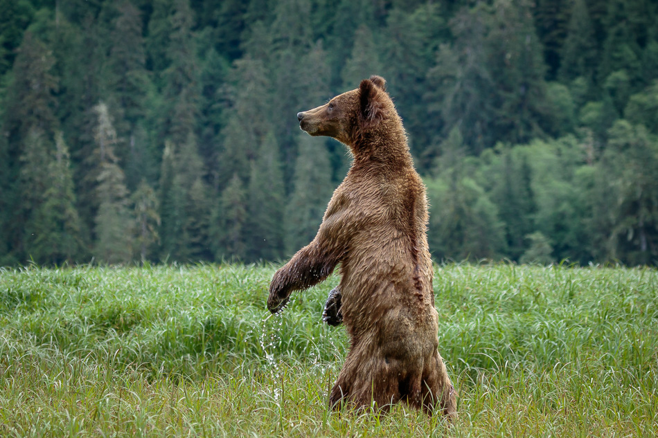 Grizzly Bear in Khutzeymateen Provincial Park, British Columbia
