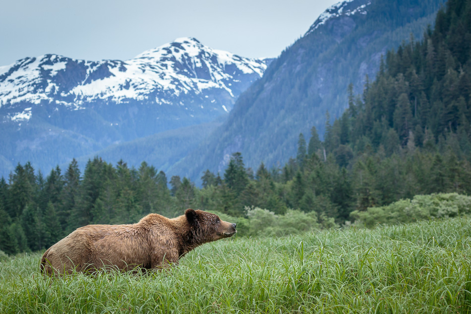 Grizzly Bear in Khutzeymateen Provincial Park, British Columbia