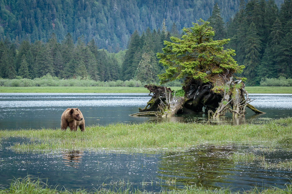 Grizzly Bear in Khutzeymateen Provincial Park, British Columbia