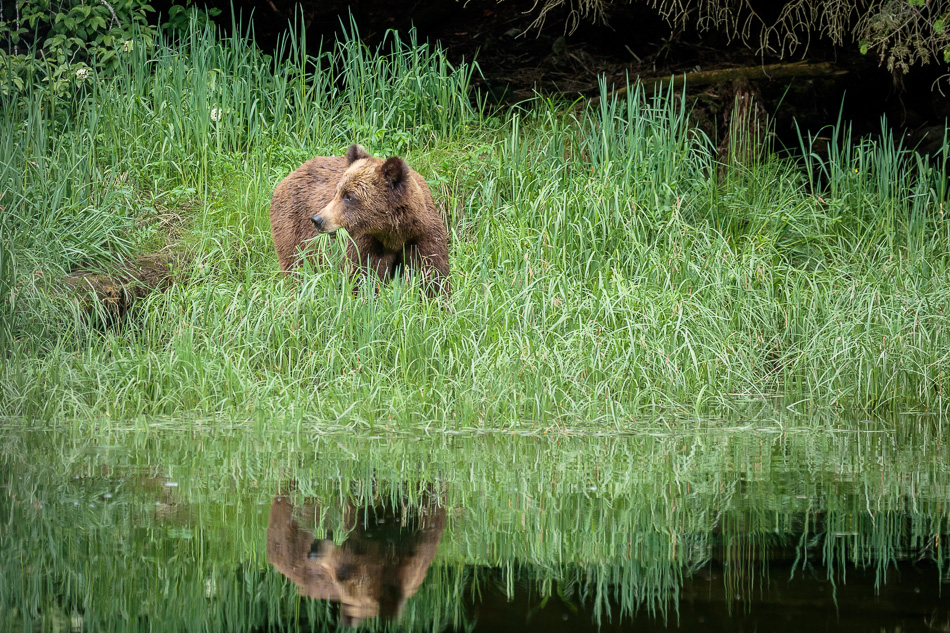 Grizzly Bear in Khutzeymateen Provincial Park, British Columbia