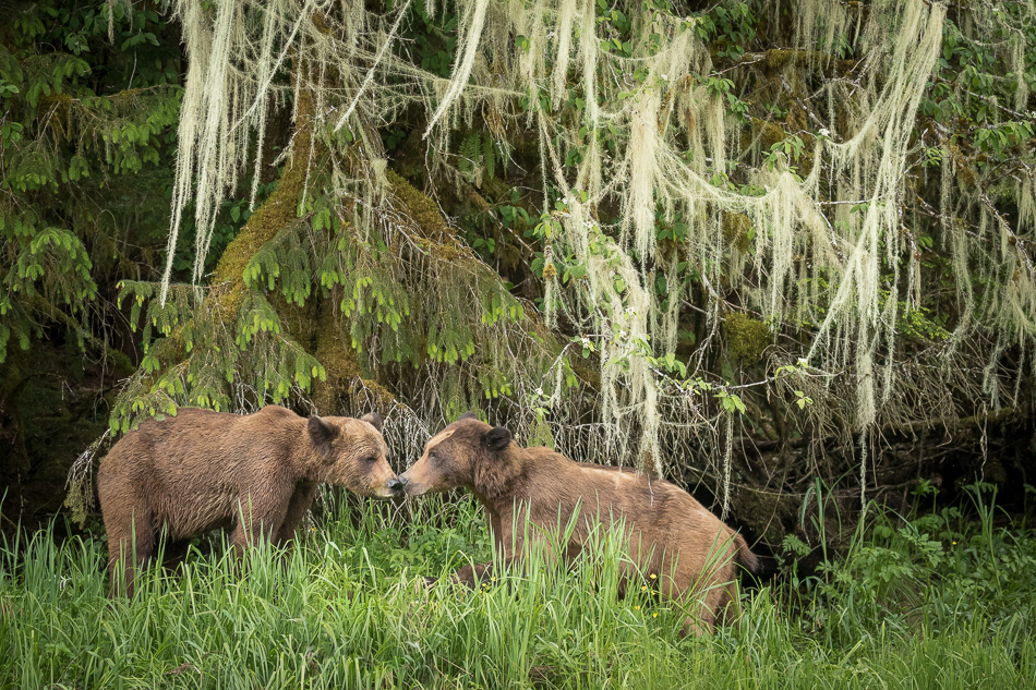 Grizzly Bear in Khutzeymateen Provincial Park, British Columbia