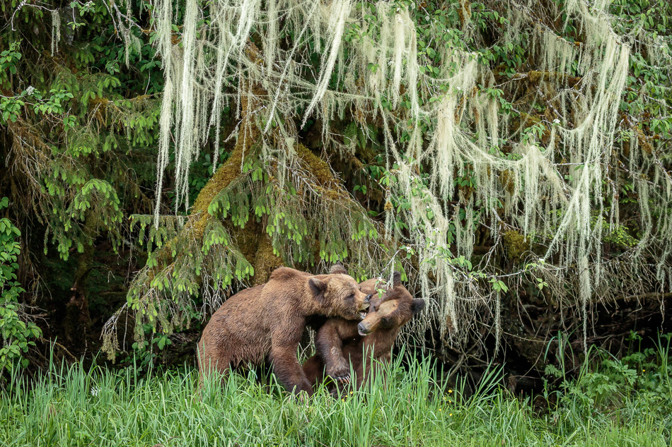 Grizzly Bear in Khutzeymateen Provincial Park, British Columbia