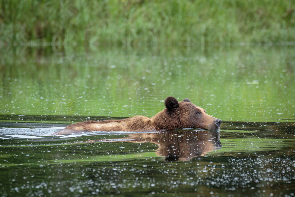 Grizzly Bear in Khutzeymateen Provincial Park, British Columbia