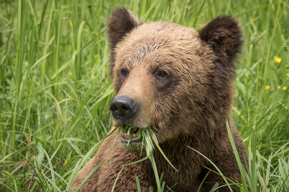 Grizzly Bear in Khutzeymateen Provincial Park, British Columbia