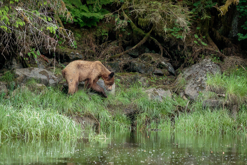 Grizzly Bear in Khutzeymateen Provincial Park, British Columbia