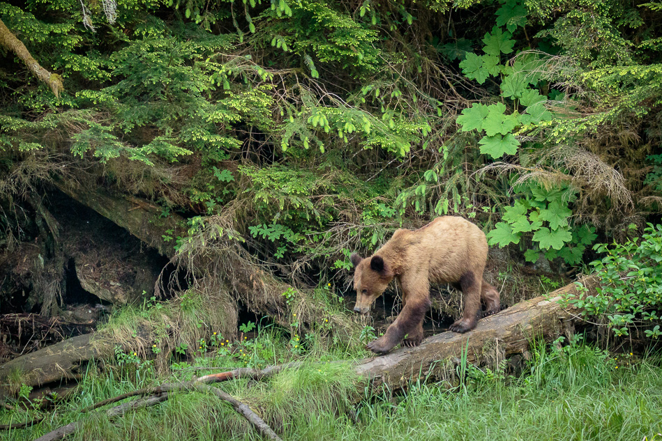 Grizzly Bear in Khutzeymateen Provincial Park, British Columbia