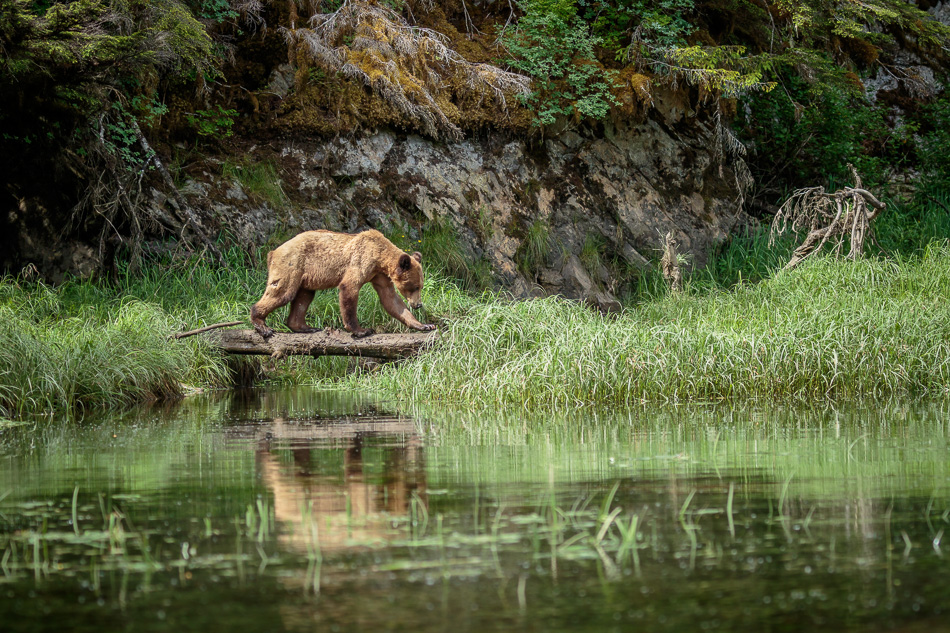 Grizzly Bear in Khutzeymateen Provincial Park, British Columbia