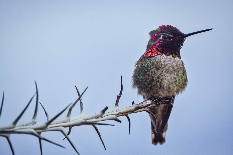 Hummingbird