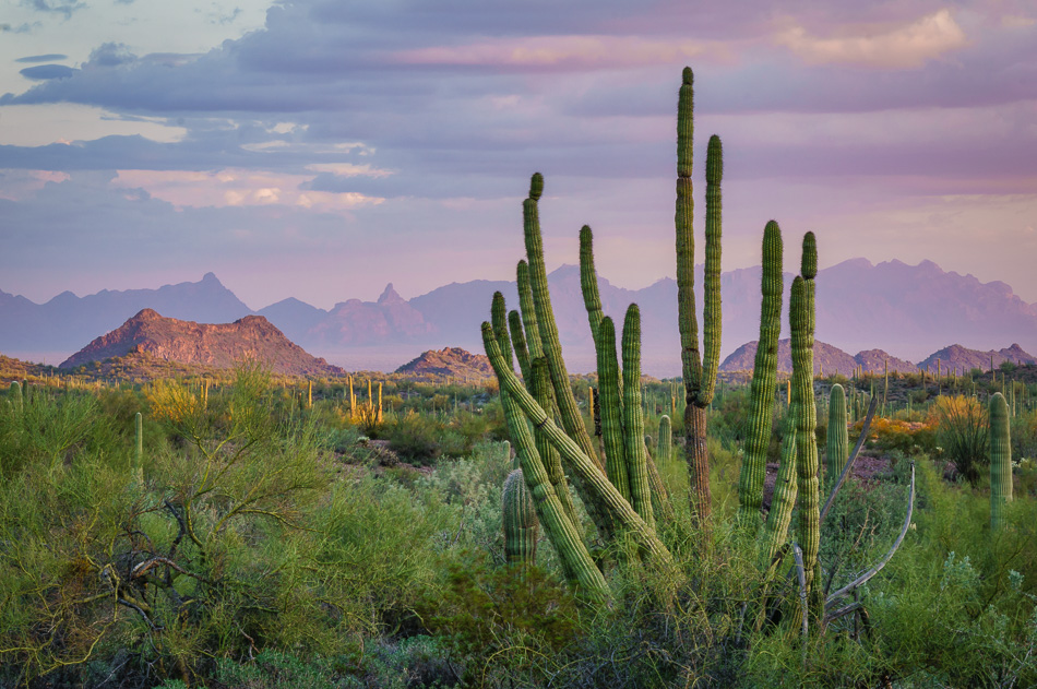 Ajo, Arizona
