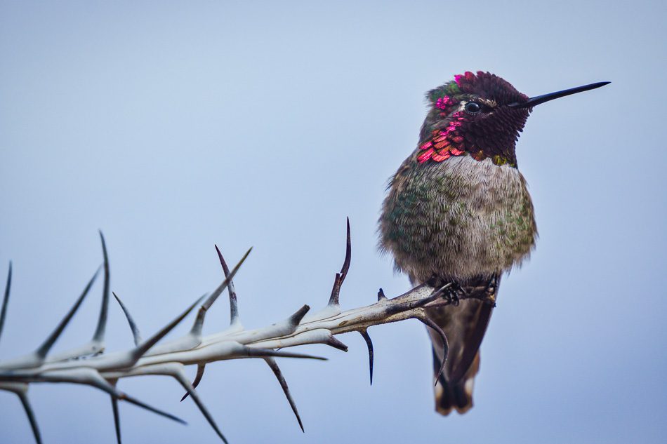 Hummingbird on an Ocotillo branch in Arizona