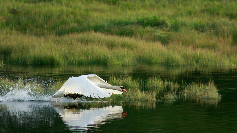 Larry the swan at the estuary, Spit Road, Campbell River, British Columbia