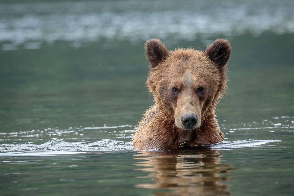 Grizzly Bear in Khutzeymateen Provincial Park, British Columbia